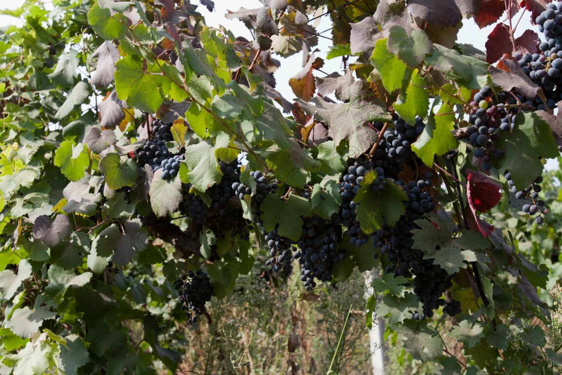 Weinanbau in Bessarabien