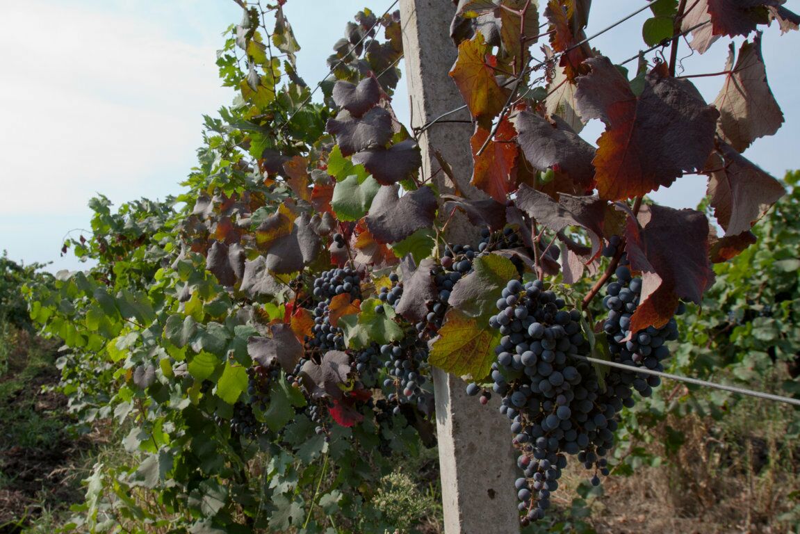  Weinanbau in Bessarabien