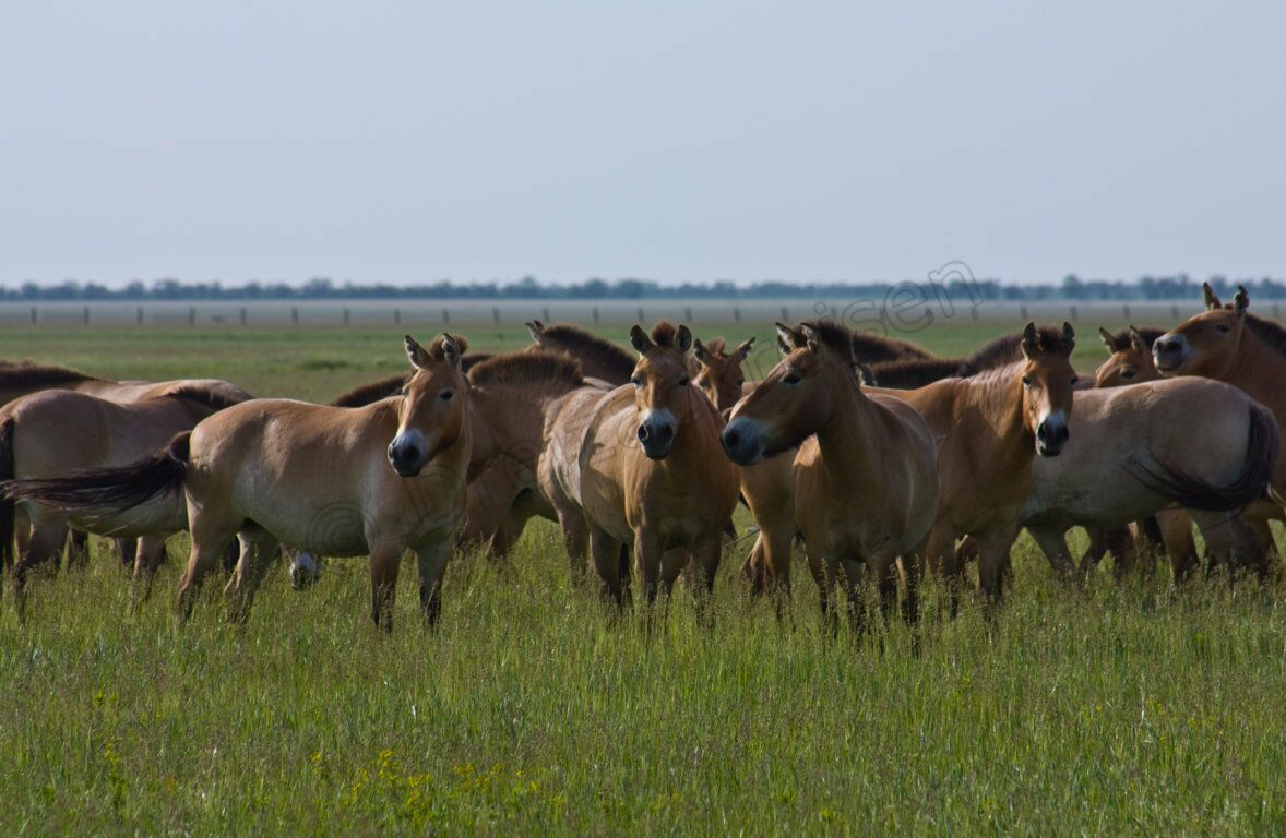Przewalski-Pferd (Equus ferus przewalskii), auch Takhi, Asiatisches Wildpferd oder Mongolisches Wildpferd, Askania Nowa