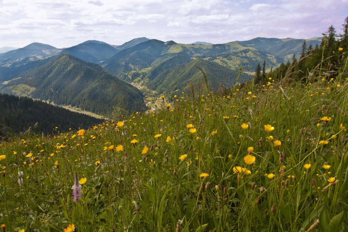 Wundervoll blühende Bergwiesen in den Karpaten