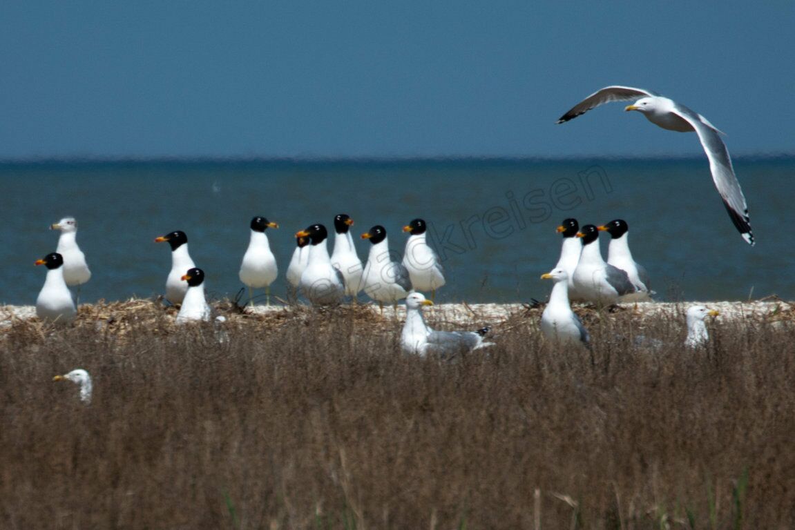 Fischwöwe - Larus ichthyaetus - Great Black-headed Gull, Steppenmöwe - Larus cachinnans - Caspian Gull