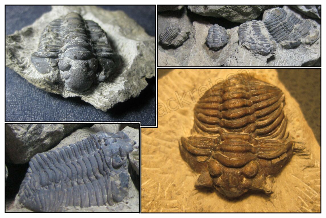 Trilobiten-Art Calymene, Nationapark Podilski Towtry - Kitaigorodsker Aufschluss