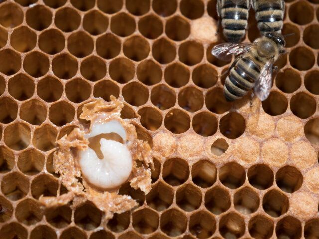 Die Bienenmaden schlüpfen