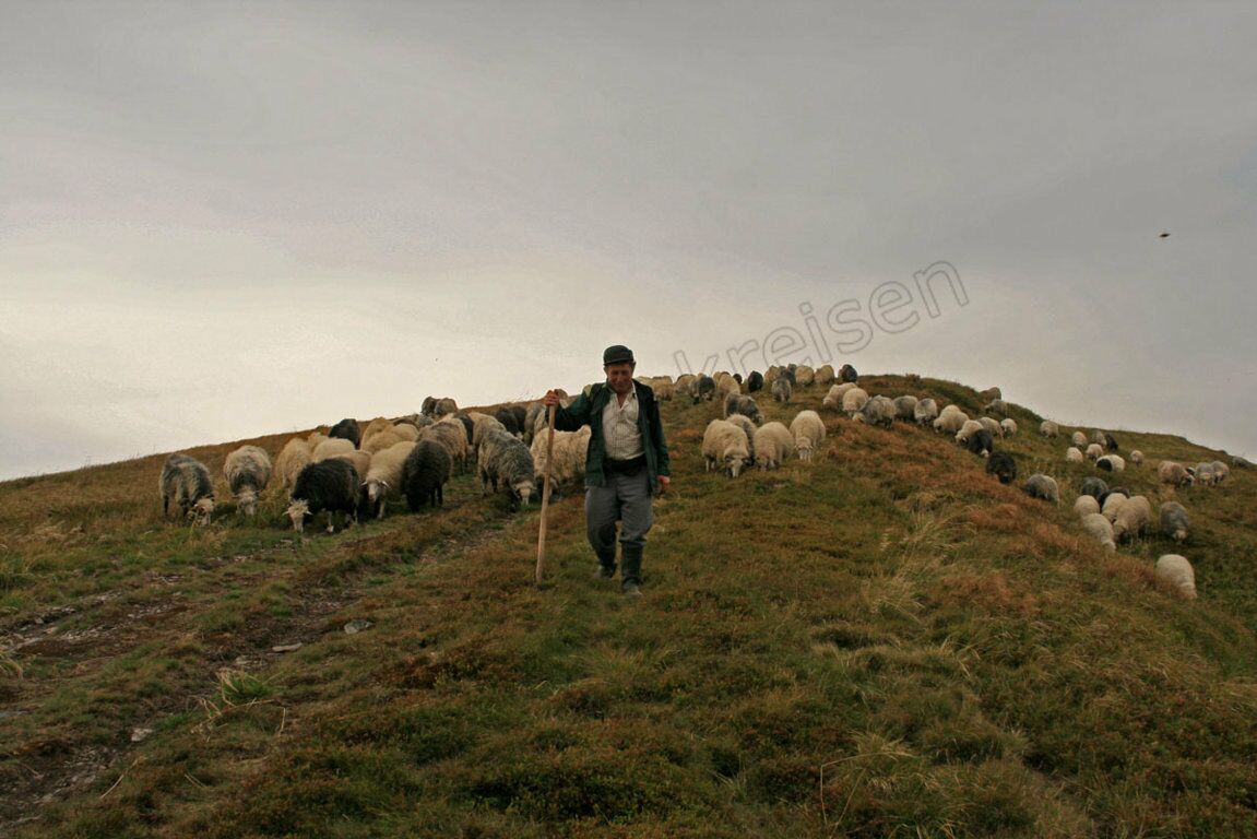 Ein Hirte mit seinen Schafen unterwegs im Swidowez-Gebirge
